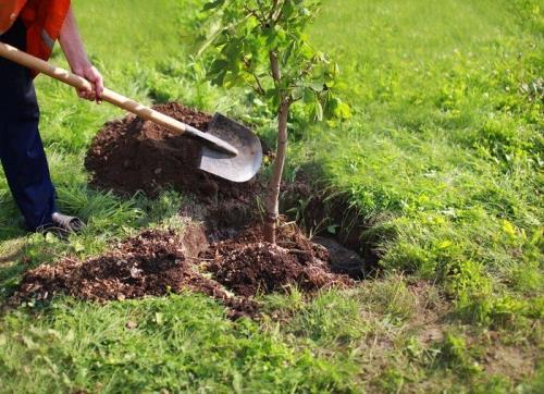 کاشت درختان مثمر شرط صدور سند مسکن روستایی در گلستان