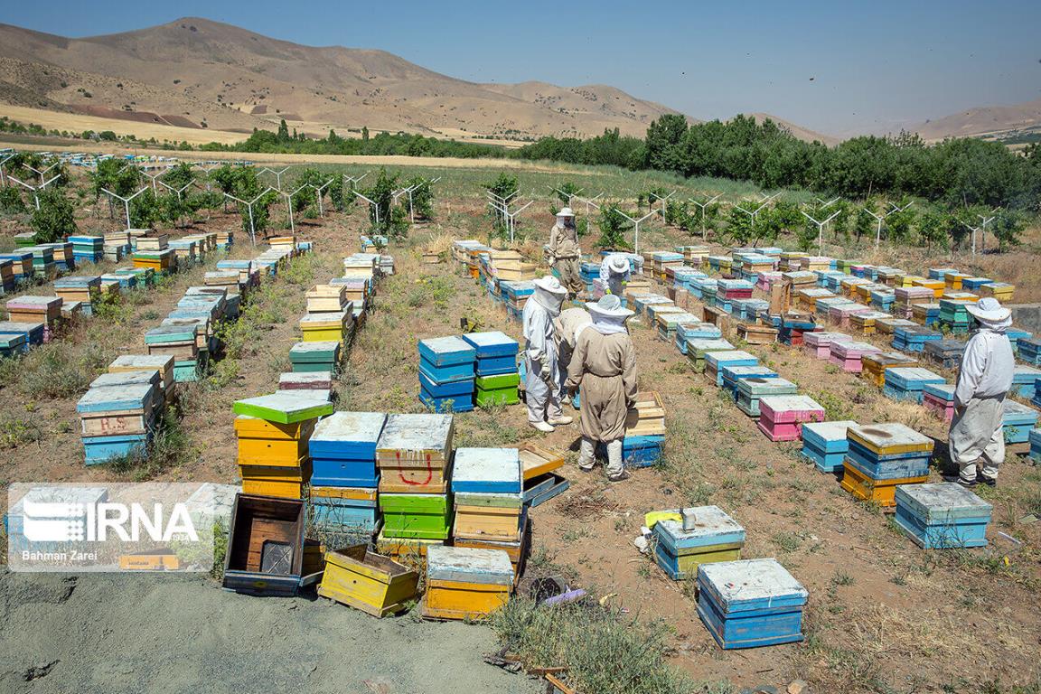 65 فرصت شغلی در قالب طرح منظومه روستایی در کردستان نهایی شد